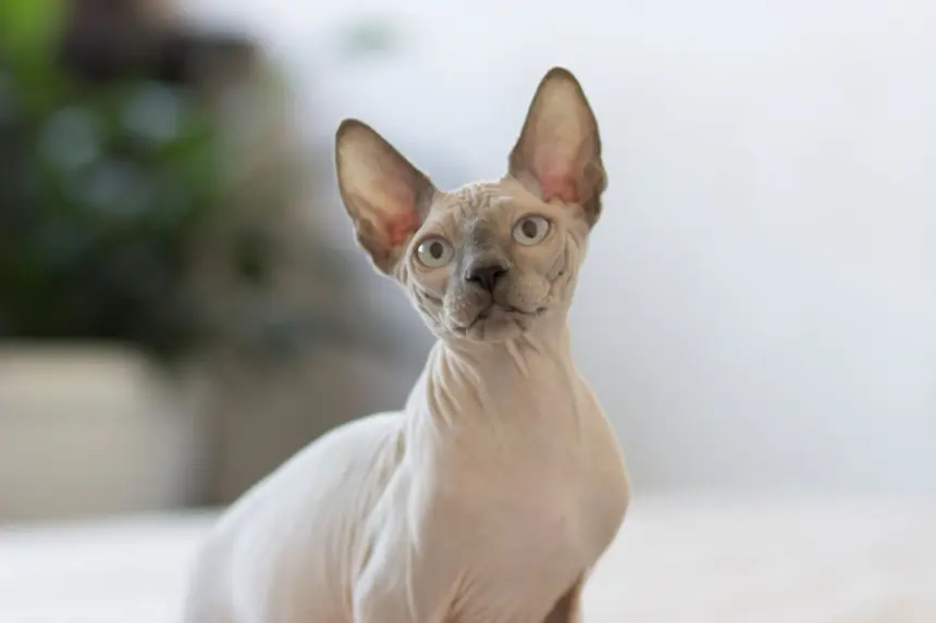 6 raças de gato sem pelo 6 raças de gato sem pelo