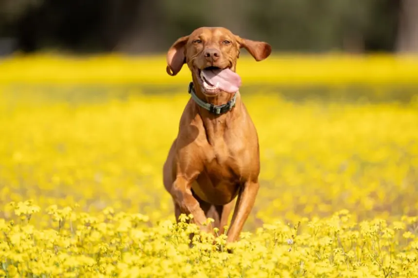 7 raças de cachorro ideais para quem pratica corrida 7 raças de cachorro ideais para quem pratica corrida