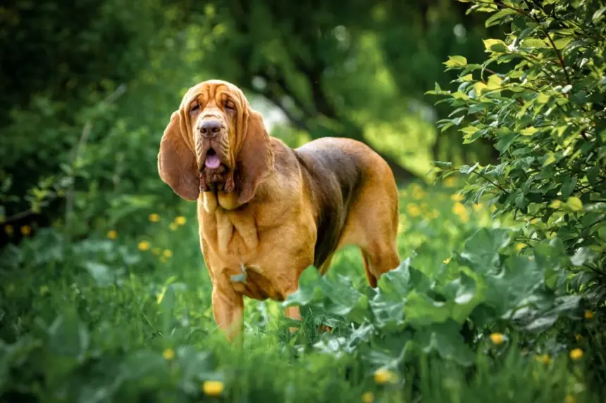 4 características do cachorro da raça bloodhound 4 características do cachorro da raça bloodhound