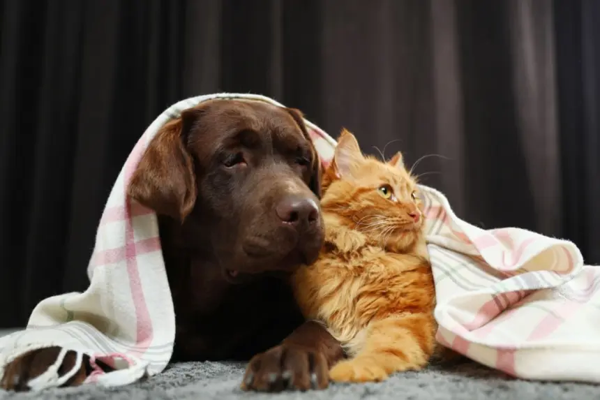 5 dicas para manter a saúde dos animais no inverno 5 dicas para manter a saúde dos animais no inverno