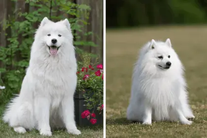 7 diferenças entre os cães das raças samoieda e spitz japonês