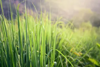 8 benefícios da erva-cidreira para a saúde