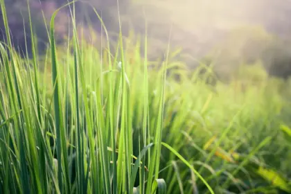 8 benefícios da erva-cidreira para a saúde