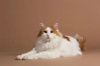 4 características do gato da raça van turco 