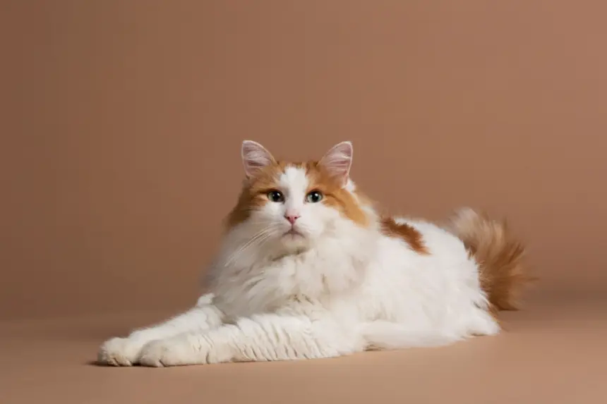 4 características do gato da raça van turco 