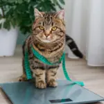 7 riscos da obesidade para cães e gatos
