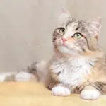 12 nomes fofos para gatos