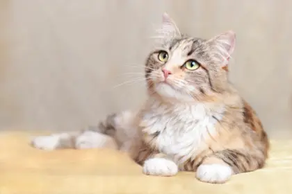 12 nomes fofos para gatos