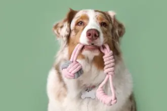 10 nomes para cachorros com muita energia 