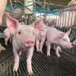 Estado mantém status sanitário de área livre de Peste Suína Clássica – Portal Goiás