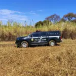 PCGO autua dono de cães que atacaram bezerros em propriedade rural de Caldas Novas – Policia Civil do Estado de Goiás