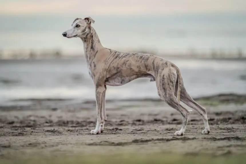 4 características do cachorro da raça whippet 4 características do cachorro da raça whippet