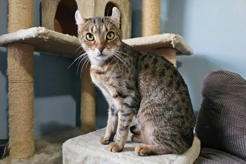 4 características do gato da raça highlander 4 características do gato da raça highlander