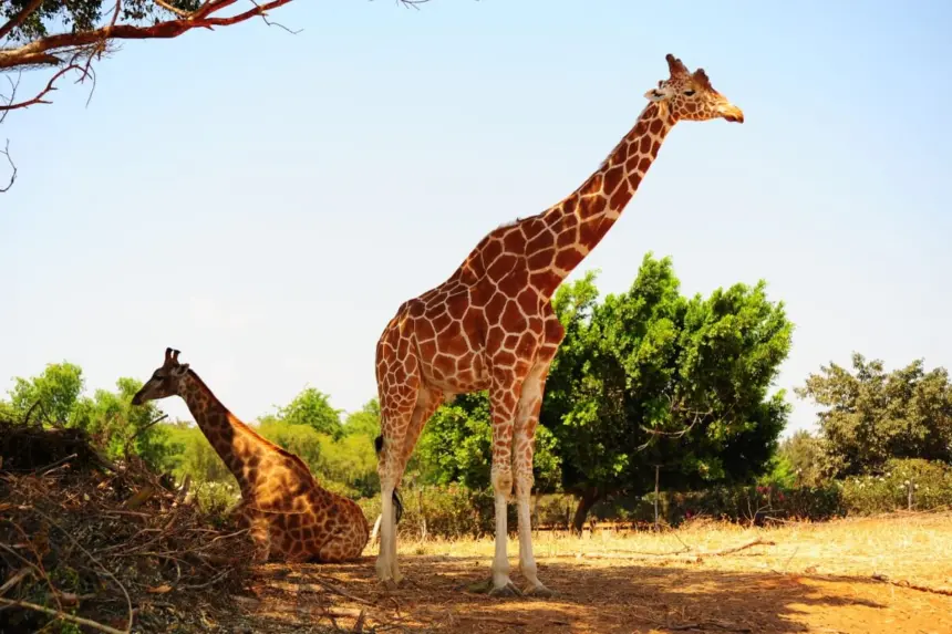 8 curiosidades interessantes sobre as girafas 8 curiosidades interessantes sobre as girafas