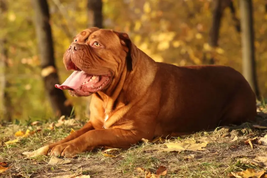 4 características do cachorro da raça dogue de bordeaux 4 características do cachorro da raça dogue de bordeaux