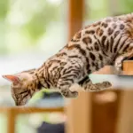 10 nomes para gatos com muita energia 