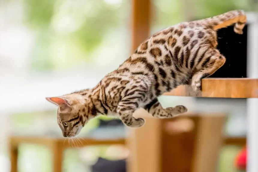 10 nomes para gatos com muita energia 10 nomes para gatos com muita energia