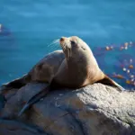 8 curiosidades interessantes sobre as focas