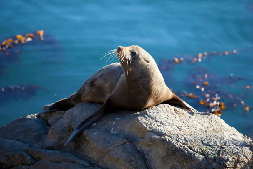 8 curiosidades interessantes sobre as focas 8 curiosidades interessantes sobre as focas