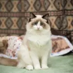 7 animais que eram considerados sagrados no Egito