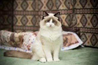 7 animais que eram considerados sagrados no Egito
