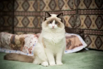 7 animais que eram considerados sagrados no Egito