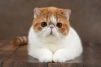 8 raças de gato com o focinho curto
