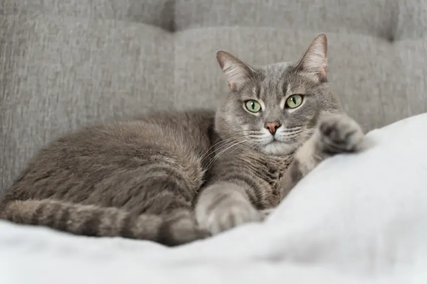 10 nomes para gatos tranquilos 10 nomes para gatos tranquilos