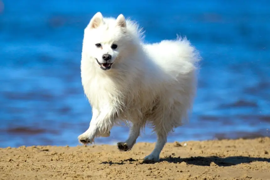 4 características do cachorro da raça spitz japonês 