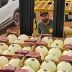 Agrodefesa garante segurança fitossanitária e Goiás inicia exportação de melão para Argentina – Portal Goiás