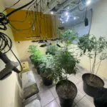Operação cumpre buscas e localiza estufa em residência com centenas de mudas de maconha em Cavalcante – Policia Civil do Estado de Goiás