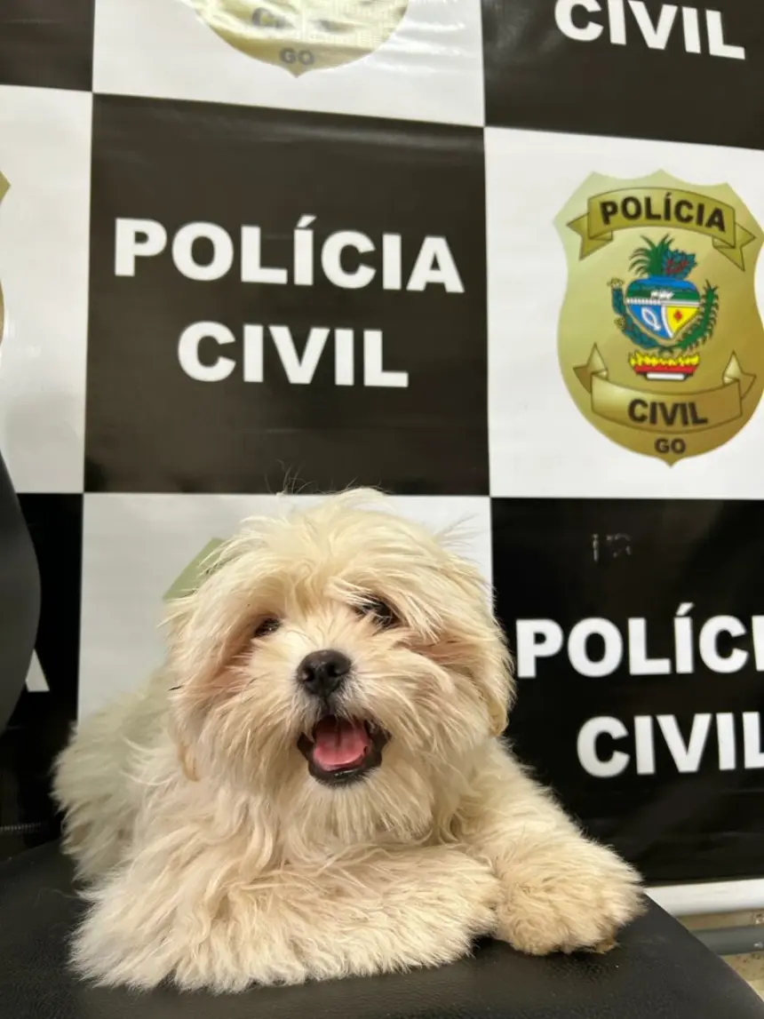 PCGO recupera em Catalão filhote de Shih Tzu furtado na porta de residência – Policia Civil do Estado de Goiás PCGO recupera em Catalão filhote de Shih Tzu furtado na porta de residência – Policia Civil do Estado de Goiás