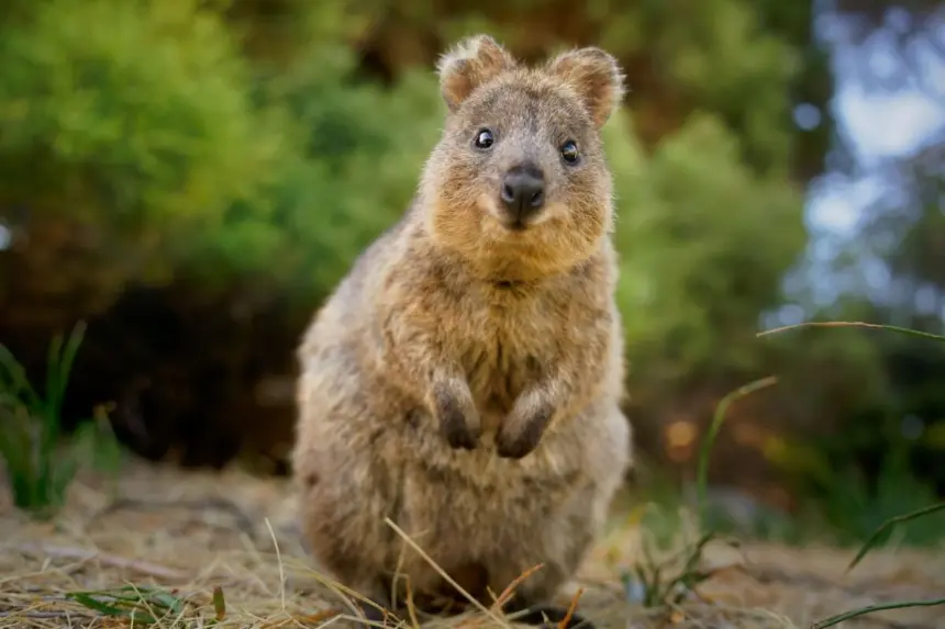7 curiosidades interessantes sobre o quokka 7 curiosidades interessantes sobre o quokka