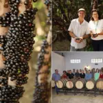 Começa temporada de jabuticaba em Hidrolândia – Portal Goiás