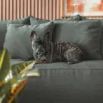 6 dicas para escolher tecidos resistentes para casa com pets