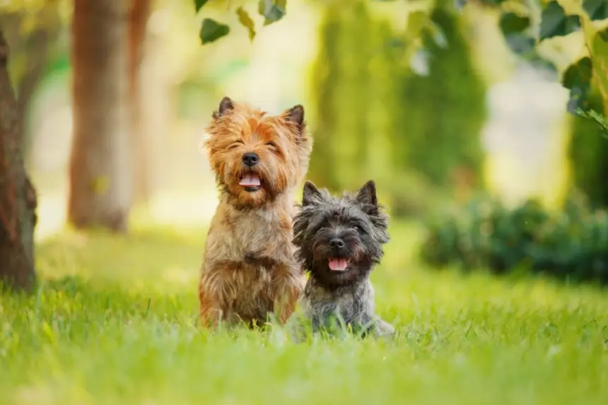 4 características do cachorro da raça cairn terrier 4 características do cachorro da raça cairn terrier