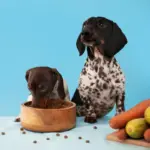 4 curiosidades sobre o paladar dos cachorros