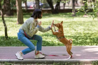 8 erros para não cometer no adestramento do cachorro 