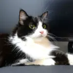 4 características do gato da raça ragamuffin 