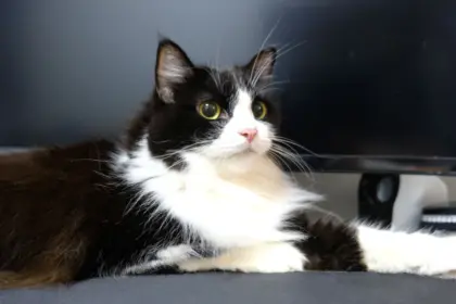 4 características do gato da raça ragamuffin 