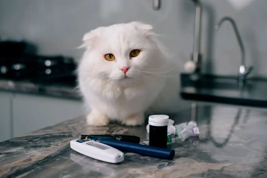 Conheça os sintomas do diabetes em animais de estimação Conheça os sintomas do diabetes em animais de estimação