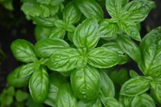 8 benefícios do manjericão para a saúde e como utilizá-lo