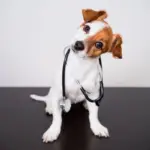 8 dicas para prevenir que o seu animal fique doente 