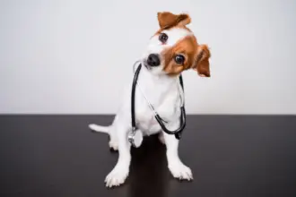 8 dicas para prevenir que o seu animal fique doente 