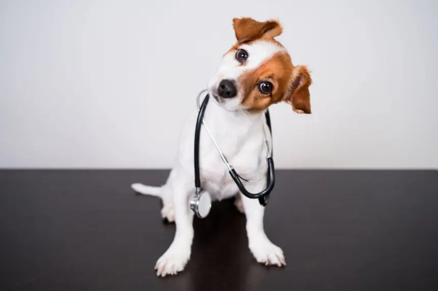 8 dicas para prevenir que o seu animal fique doente 