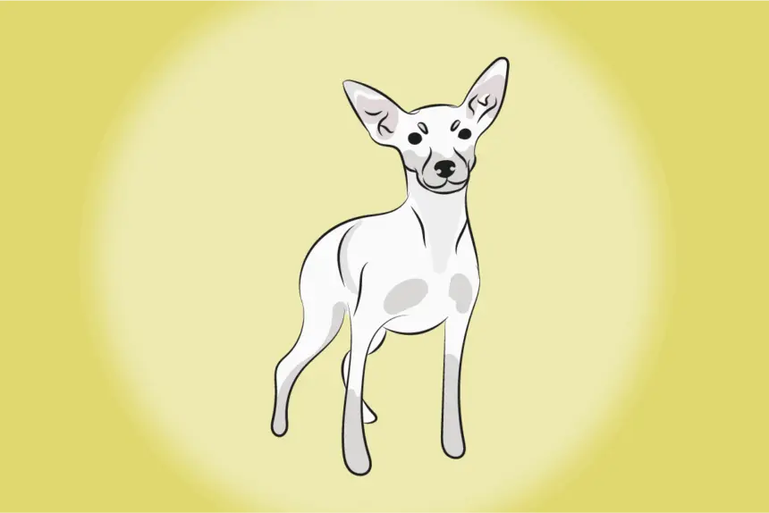 4 características do cachorro pinscher branco 4 características do cachorro pinscher branco