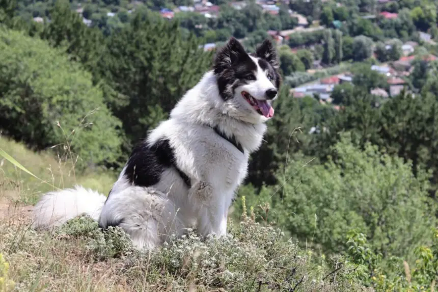 4 características do cachorro da raça yakutian laika 4 características do cachorro da raça yakutian laika