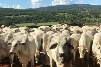 Produtor rural, fique atento! 2ª etapa da Declaração de Rebanho tem início no próximo sábado – Portal Goiás
