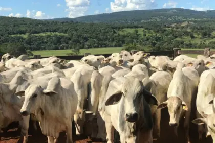 Produtor rural, fique atento! 2ª etapa da Declaração de Rebanho tem início no próximo sábado – Portal Goiás