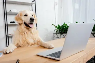 10 nomes ideais para cachorros curiosos